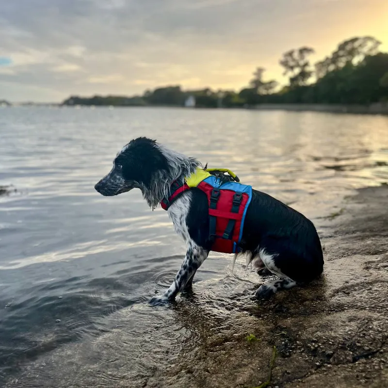 Spinlock FIDO Dog Flotation Aid XS-10